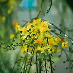 Archimede 4*